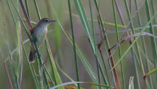 Australian Reed Warbler