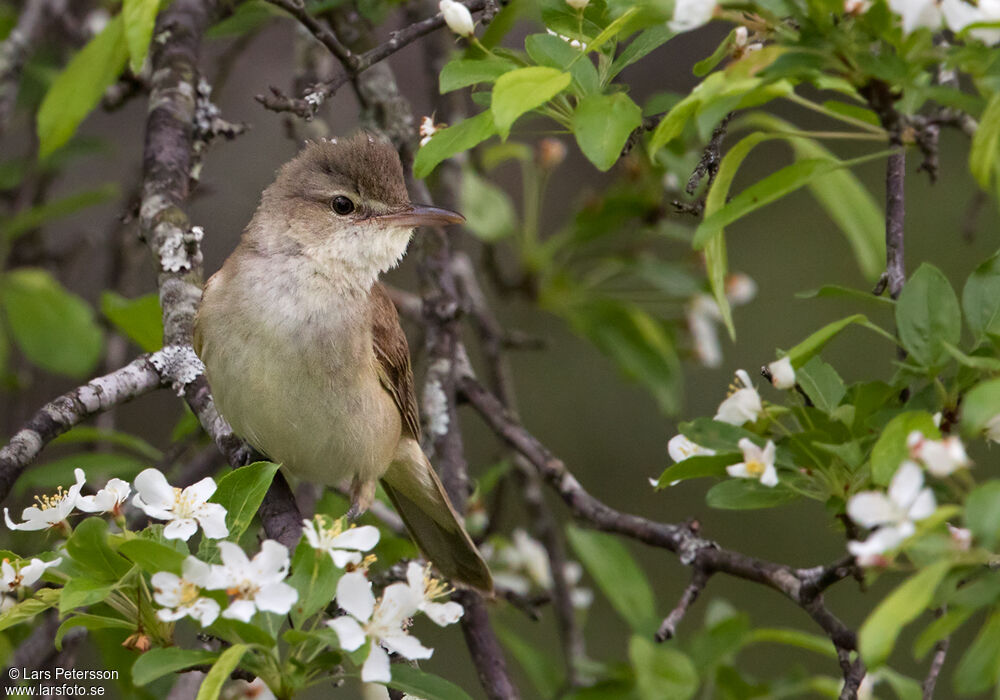 Oriental Reed Warbler