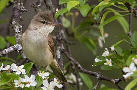 Oriental Reed Warbler