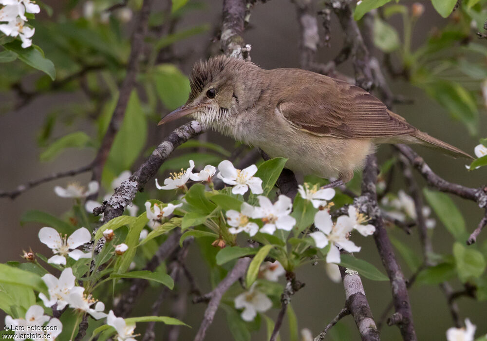 Oriental Reed Warbler