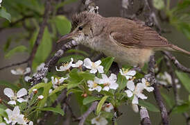 Oriental Reed Warbler