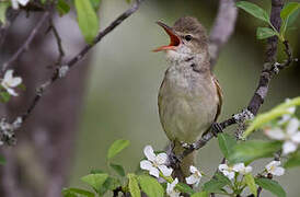 Oriental Reed Warbler