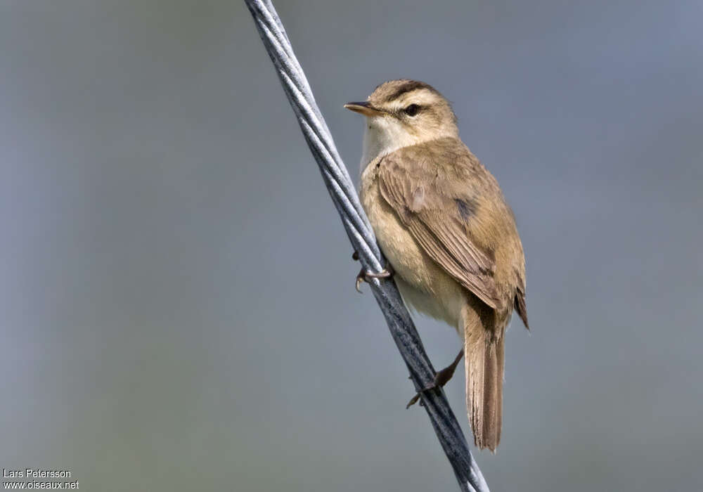 Black-browed Reed Warbleradult, identification