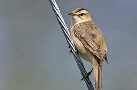 Black-browed Reed Warbler