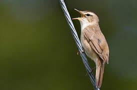 Black-browed Reed Warbler