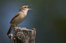 Black-browed Reed Warbler