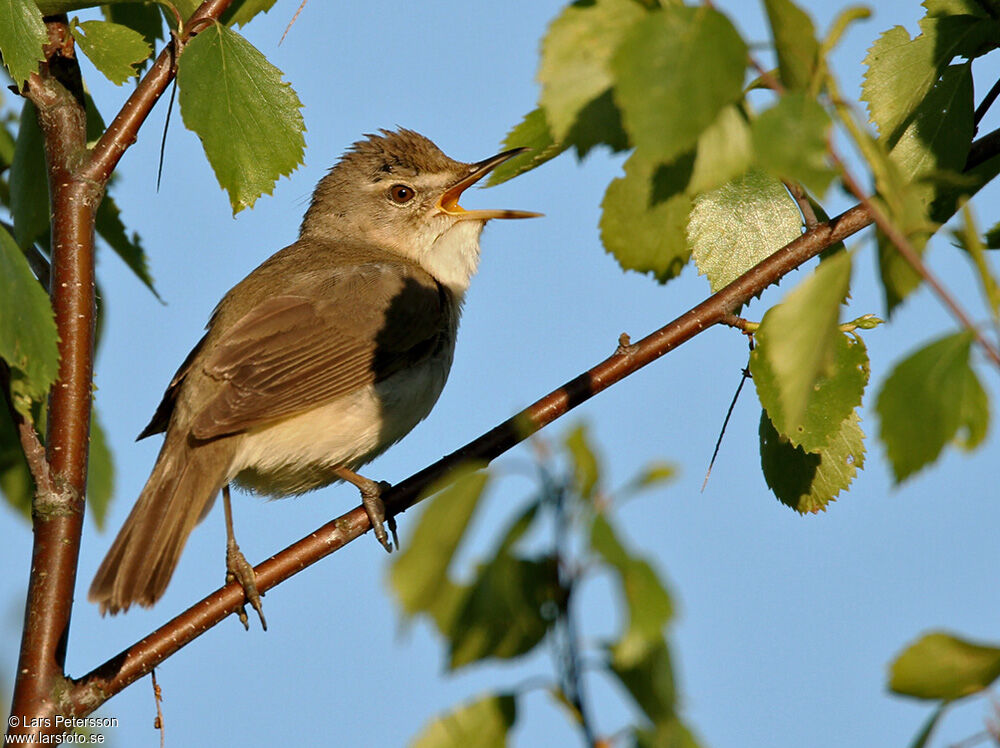 Blyth's Reed Warbler