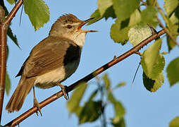 Blyth's Reed Warbler