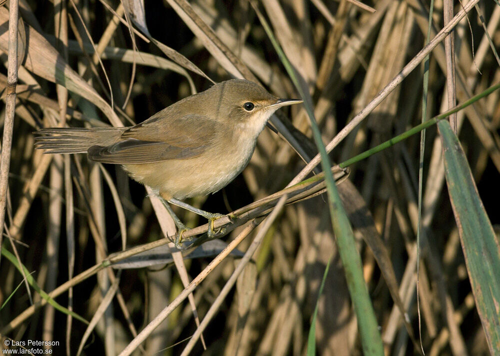 Common Reed Warbler