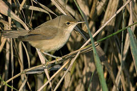 Eurasian Reed Warbler