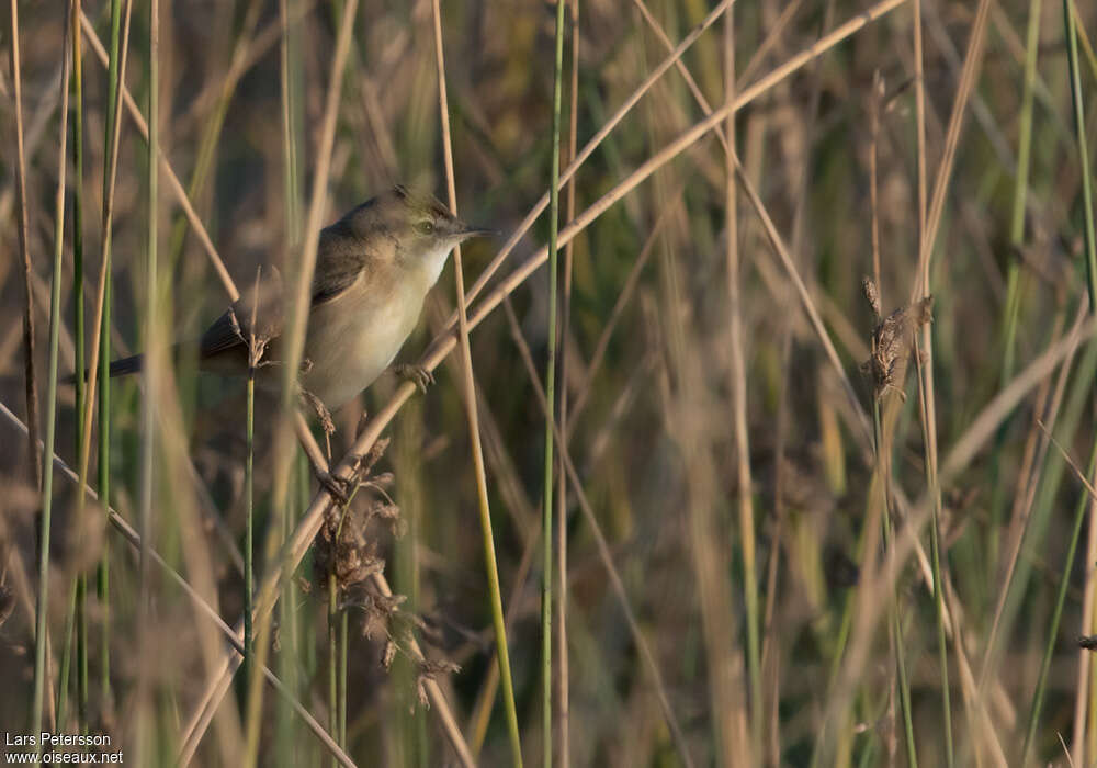 Paddyfield Warbler, habitat, pigmentation