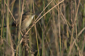 Paddyfield Warbler