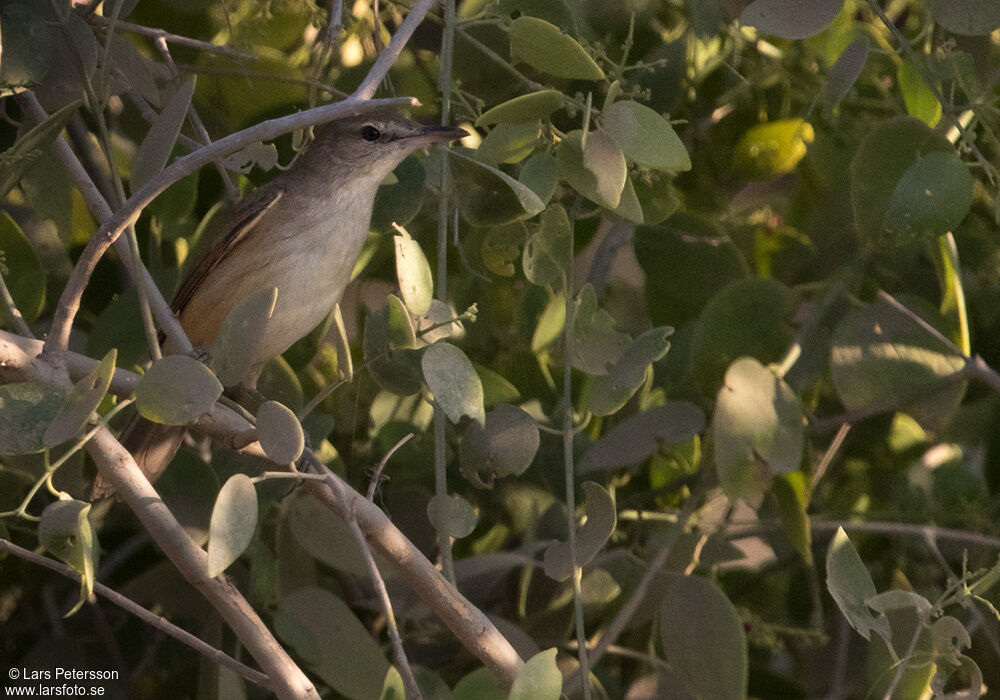 Clamorous Reed Warbler