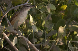 Clamorous Reed Warbler