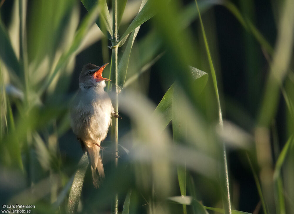 Rousserolle turdoïde