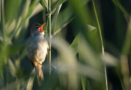 Great Reed Warbler