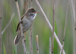 Great Reed Warbler