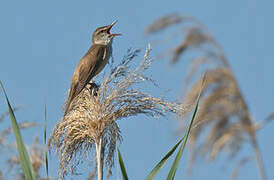 Great Reed Warbler