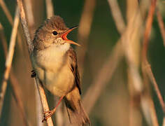 Marsh Warbler