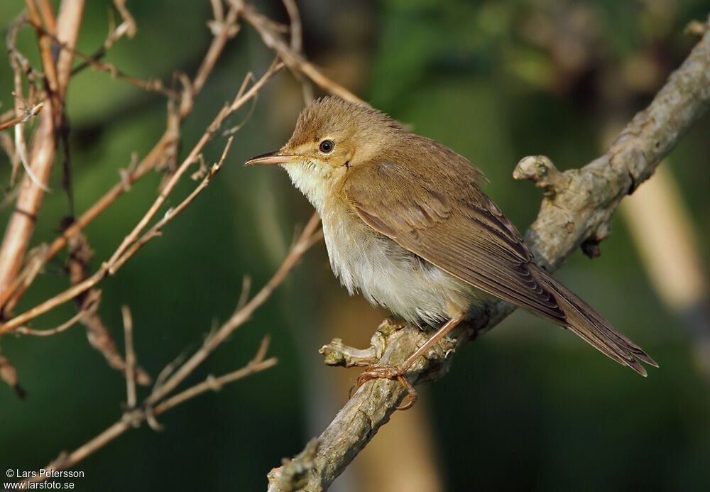 Marsh Warbler