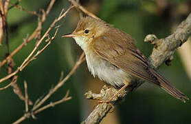 Marsh Warbler