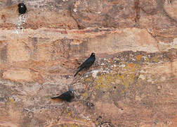 White-billed Starling