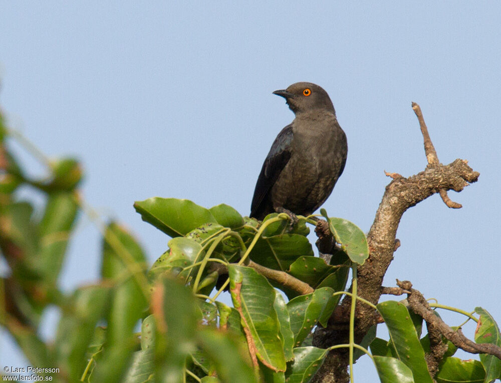 White-collared Starling