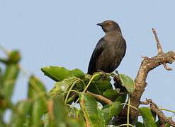 White-collared Starling