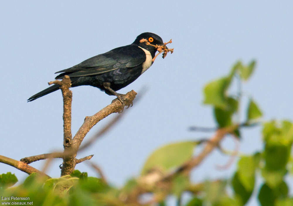 White-collared Starling