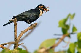 White-collared Starling