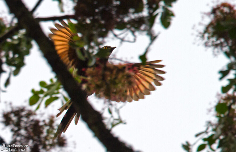 Narrow-tailed Starling