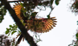 Narrow-tailed Starling