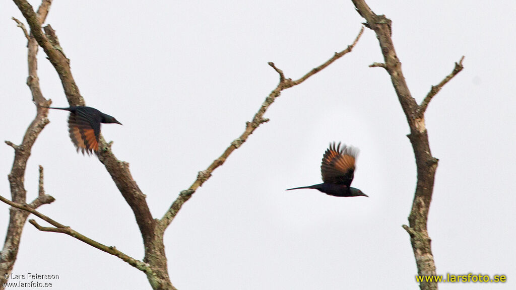 Chestnut-winged Starling