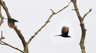 Chestnut-winged Starling