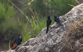 Neumann's Starling