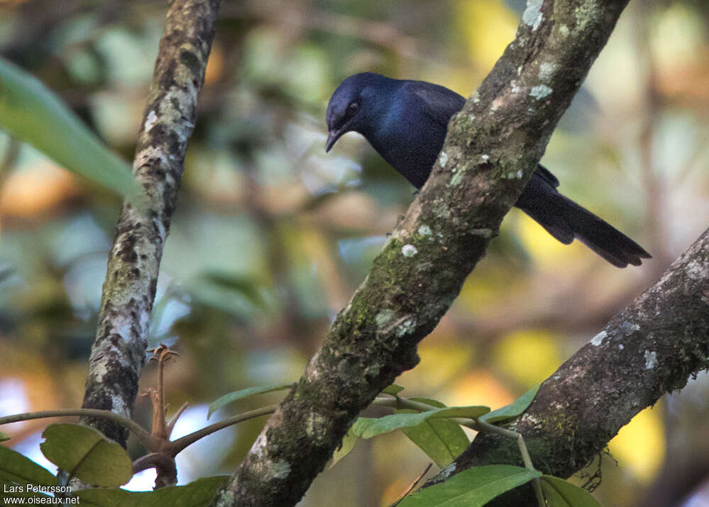 Stuhlmann's Starling male adult, identification