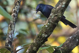 Stuhlmann's Starling