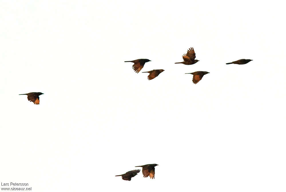 Waller's Starling, Flight