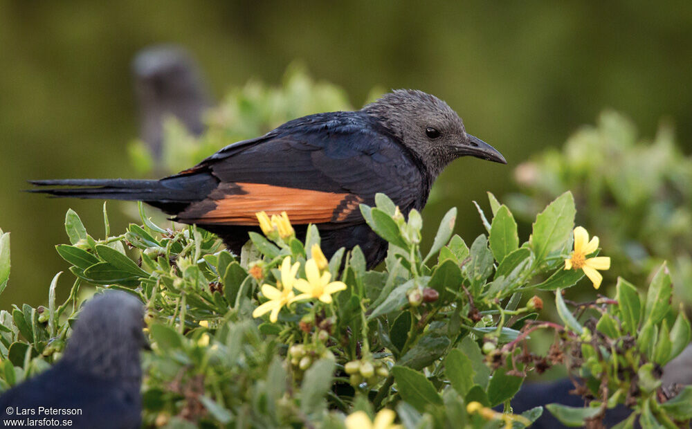 Red-winged Starling