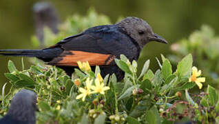 Red-winged Starling