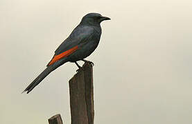 Red-winged Starling