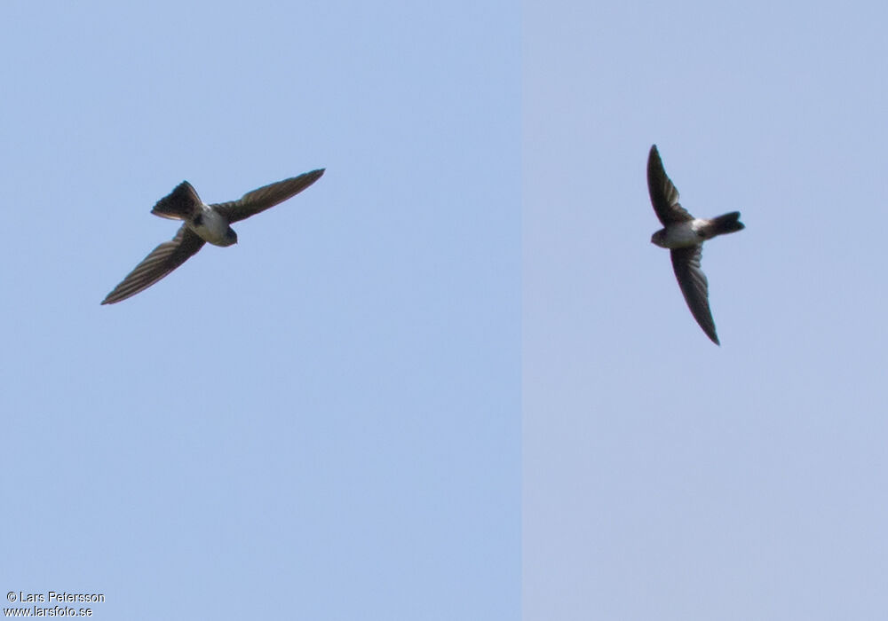 White-rumped Swiftlet