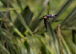 White-rumped Swiftlet