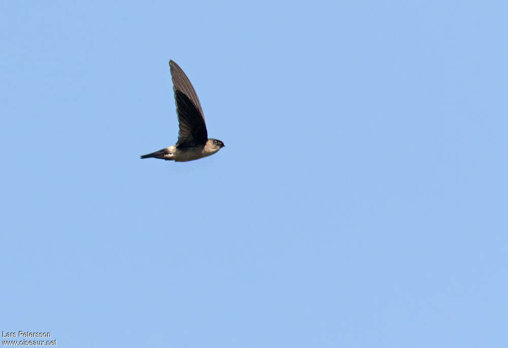 White-rumped Swiftlet, identification