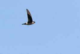 White-rumped Swiftlet