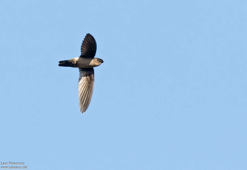 White-rumped Swiftlet, Flight