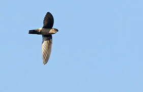 White-rumped Swiftlet