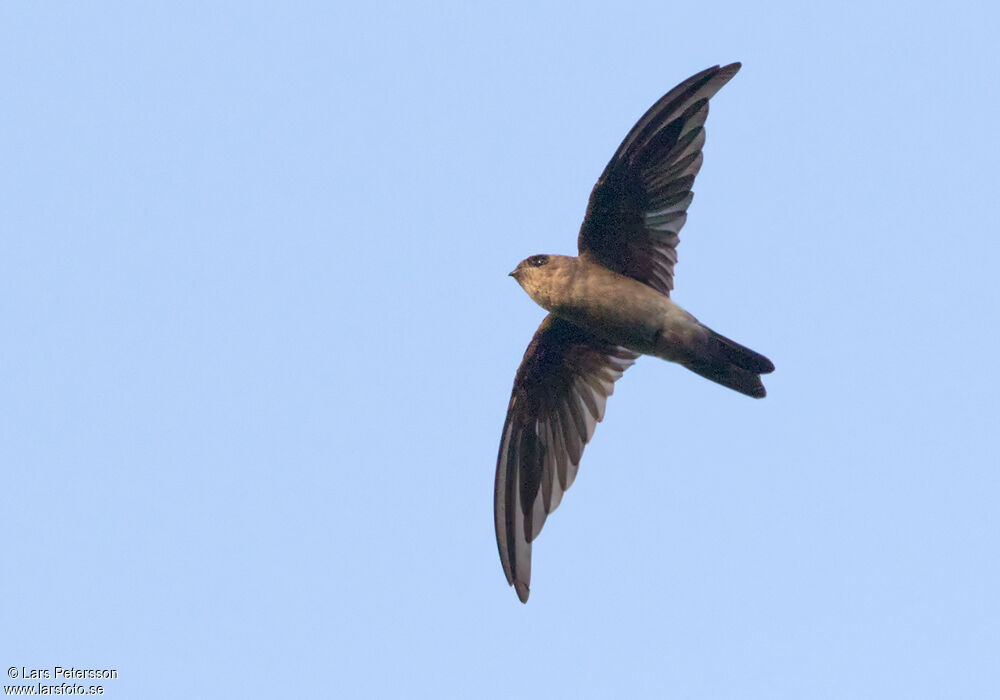 Edible-nest Swiftlet