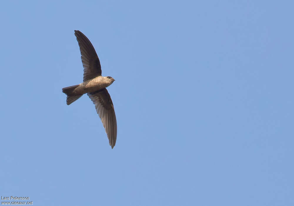 Indian Swiftlet