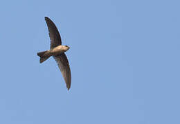 Indian Swiftlet